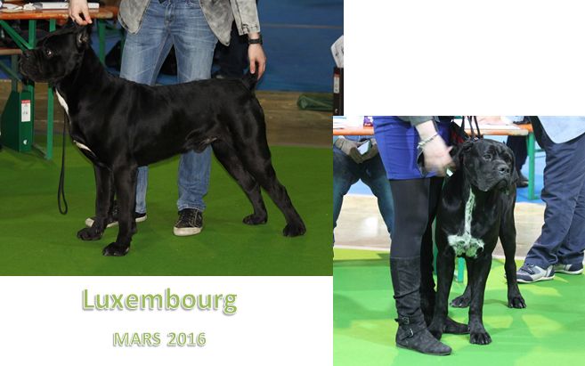 Du Moulin De Bagneux - Résultats exposition canine internationale du Luxembourg