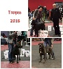  - Résultats exposition canine internationale Troyes 