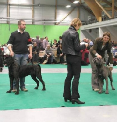 Du Moulin De Bagneux - Résultats exposition canine Bourg-en-Bresse