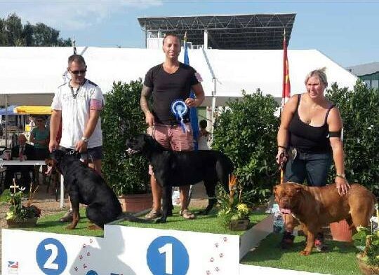 Du Moulin De Bagneux - Resultats de l'expostion canine de Strasbourg