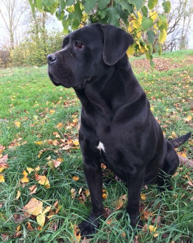 Indiana Du Clos des Trois Rivières