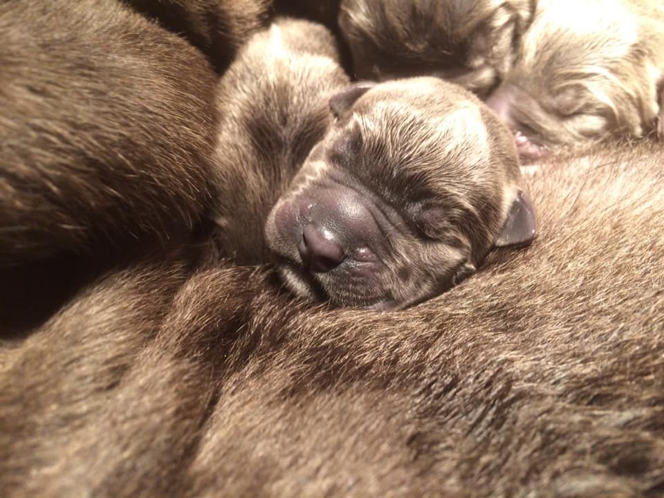 Du Moulin De Bagneux - Naissance des chiots de Maiden