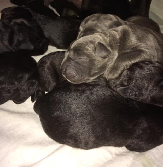 Naissance des Chiots de Indiana et Malcom