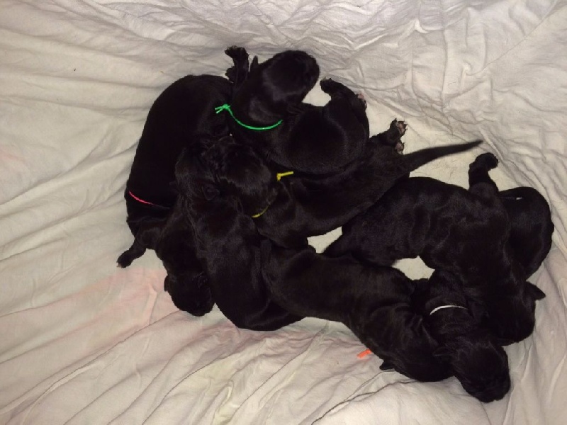 Du Moulin De Bagneux - Cane Corso - Portée née le 11/05/2015